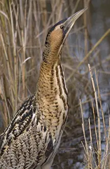 Great Bittern Bird Impressions: Great Bittern, Roerdomp, Botaurus stellaris