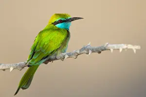Middle East Bird Species Impressions: Green Bee-eater