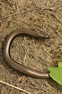 Anguis Fragilis Impressions: Hazelworm