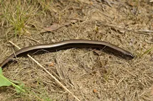 Anguis Fragilis Species Impressions: Hazelworm