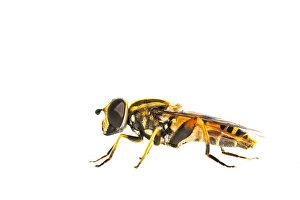 European Hoverfly Impressions: Helophilus pendulus
