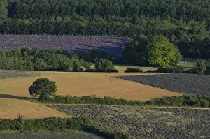 Lavender Fields In France Impressions: High angle view of a field of lavender