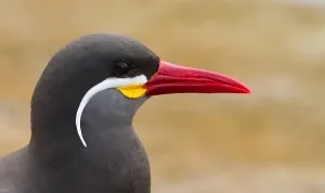 Inca Tern Impressions: Inca Tern
