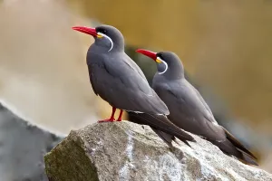 Inca Tern Impressions: Inca Tern