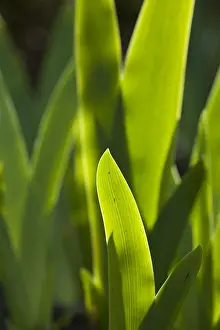 Images datées du 14 avril 2008: Feuille d'Iris, Feuille d'Iris.