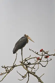 Impression encadrée : Leptoptilos javanicus