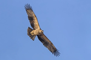 Eastern Imperial Eagle Impressions: Keizerarend, Eastern Imperial Eagle, Aquila heliaca