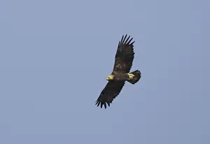 Eastern Imperial Eagle Impressions: Keizerarend, Eastern Imperial Eagle, Aquila heliaca