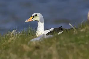European Duck Species Impressions: King Eider