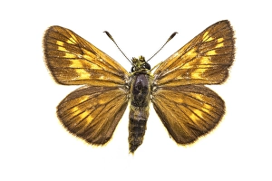 Ochlodes Sylvanus Impressions: Large Skipper, Ochlodes sylvanus
