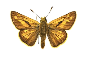 Close Up Insect Images Impressions: Large Skipper, Ochlodes sylvanus