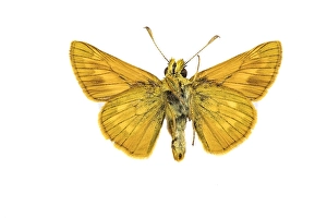 European Skipper Butterflies Impressions: Large Skipper, Ochlodes sylvanus