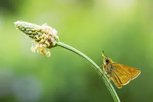 Large Skipper Butterfly Impressions: Large Skipper, Ochlodes sylvanus