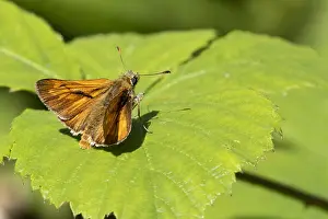 European Skipper Butterfly Impressions: Large Skipper, Ochlodes sylvanus