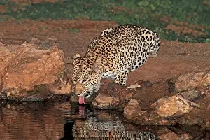 Panthera Pardus Habitat Impressions: Leopard, Panthera pardus