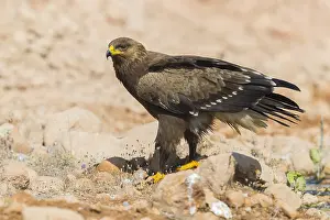 Lesser Spotted Eagle Impressions: Lesser Spotted Eagle