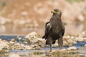 Lesser Spotted Eagle Impressions: Lesser Spotted Eagle