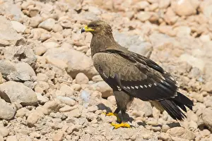Lesser Spotted Eagle Impressions: Lesser Spotted Eagle
