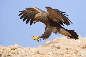 Lesser Spotted Eagle Impressions: Lesser Spotted Eagle