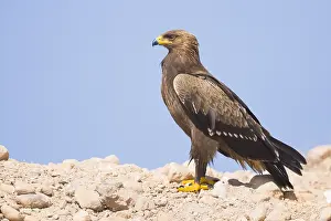 Lesser Spotted Eagle Impressions: Lesser Spotted Eagle