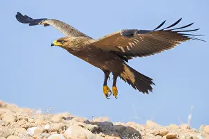 Lesser Spotted Eagle Impressions: Lesser Spotted Eagle