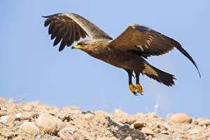 Lesser Spotted Eagle Impressions: Lesser Spotted Eagle