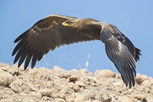 Lesser Spotted Eagle Impressions: Lesser Spotted Eagle