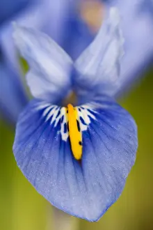 Iris Flower Close Up Impressions: Lis, Iris