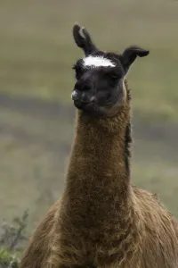 Llama Portrait Impressions: Llama