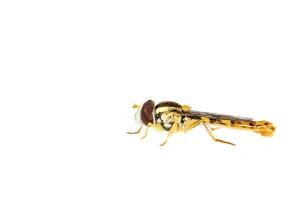 European Hoverflies Impressions: Long hoverfly, Sphaerophoria scripta
