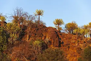 Botswana Landscape Photography Impressions: Low angle view of cliffs lined with strange trees