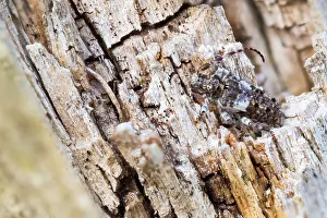 Macro Insect Images Impressions: Macro image of an insect