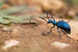 Macro Insect Images Impressions: Macro image of an insect