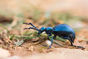 Macro Insect Images Impressions: Macro image of an insect