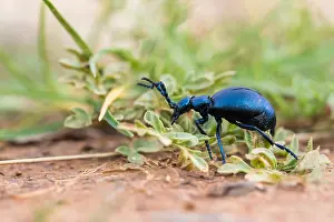 Macro Insect Images Impressions: Macro image of an insect
