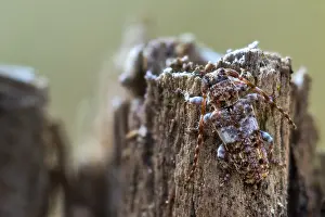 Macro Insect Images Impressions: Macro image of an insect