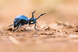 Macro Insect Images Impressions: Macro image of an insect