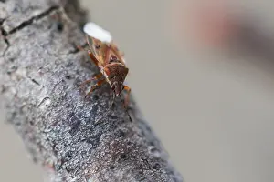 Macro Insect Images Impressions: Macro image of an insect