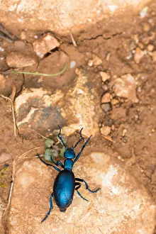 Macro Insect Images Impressions: Macro image of an insect