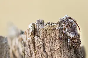 Pogonocherus Fasciculatus Impressions: Macro image of an insect