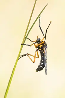Macro Photography Of Insects Impressions: Macro image of an insect in Germany