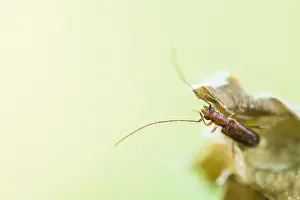 Nature Photography In Germany Impressions: Macro image of an insect in Germany