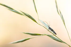 German Flora And Fauna Images Impressions: Macro image of an insect in Germany