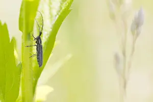Baden Wurttemberg Nature Images Impressions: Macro image of an insect in Germany