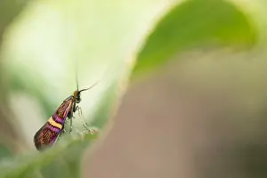 Macro Nature Photography Impressions: Macro image of an insect in Germany