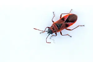 European Insects Impressions: Macro image of an insect in Germany