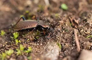 Macro Nature Photography Impressions: Macro image of an insect in Germany