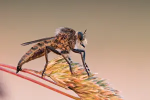 Impression encadrée : L'image de Marco d'un insecte.
