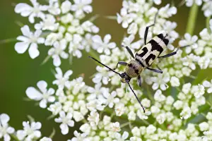 Août Impressions: L'image de Marco d'un insecte.