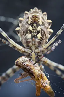 Impression encadrée : Image de Marco d'un insecte.